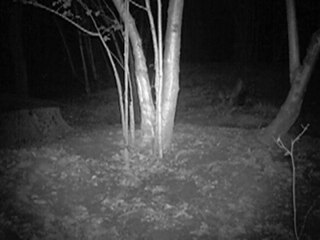 Rapt à la mode Vulpes ?