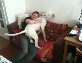 Dogue Argentin Qui Joue