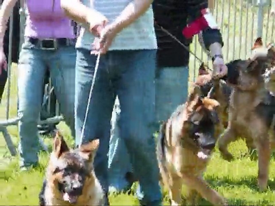 ENZO DE L'HACIENDA DEL MATADOR