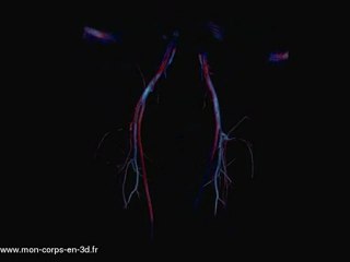 Les artères des cuisses en 3D