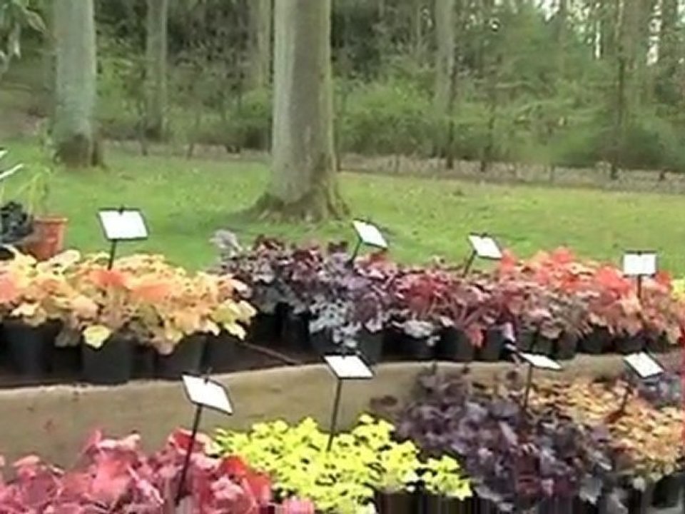 Une heuchère pour chaque jardin