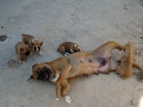 Léane joue avec ses chiots