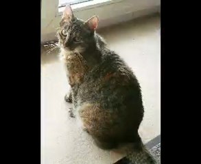 MA CHIPIE AVRIL 2010 FERRAT: "MA FRANCE"