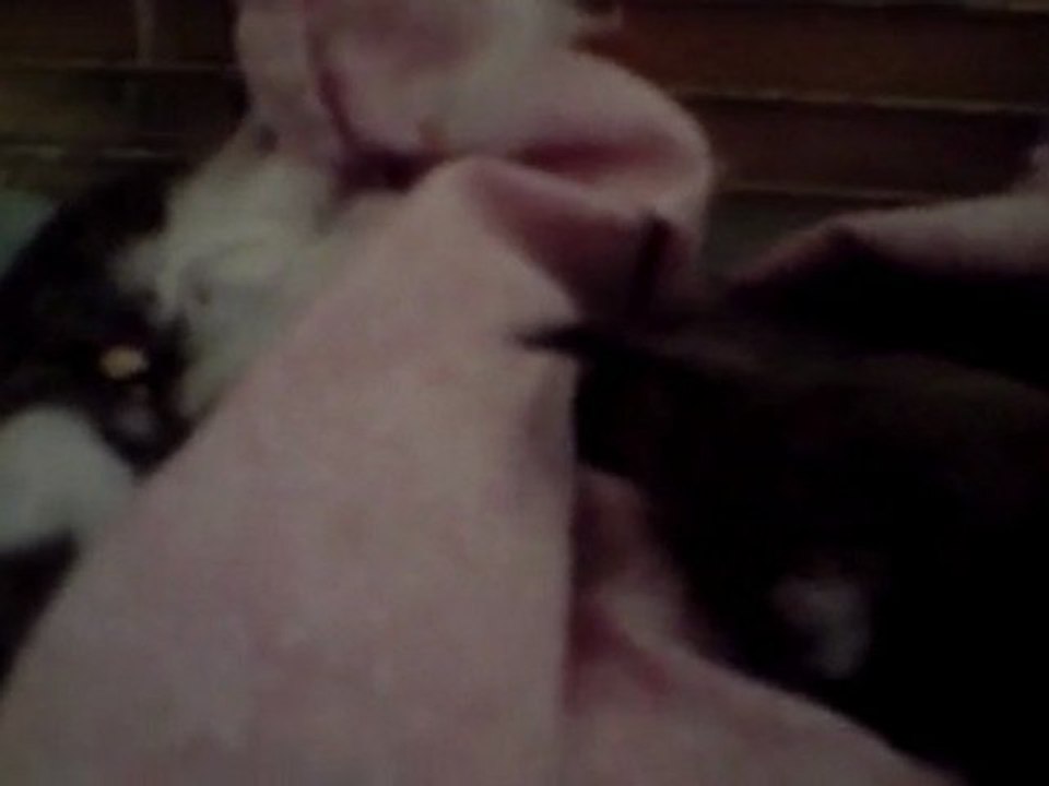 Noisette, écureuil 27-04-10