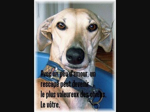 Sauvons les lévriers