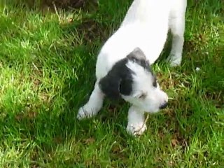 Les chiots de Bayka dans le jardin