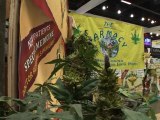 Etats-Unis: THCexpose, la convention du cannabis réunit les passionnés