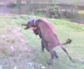 Eşşekle Güreş Tutan ADam xD www.akgulfm.com