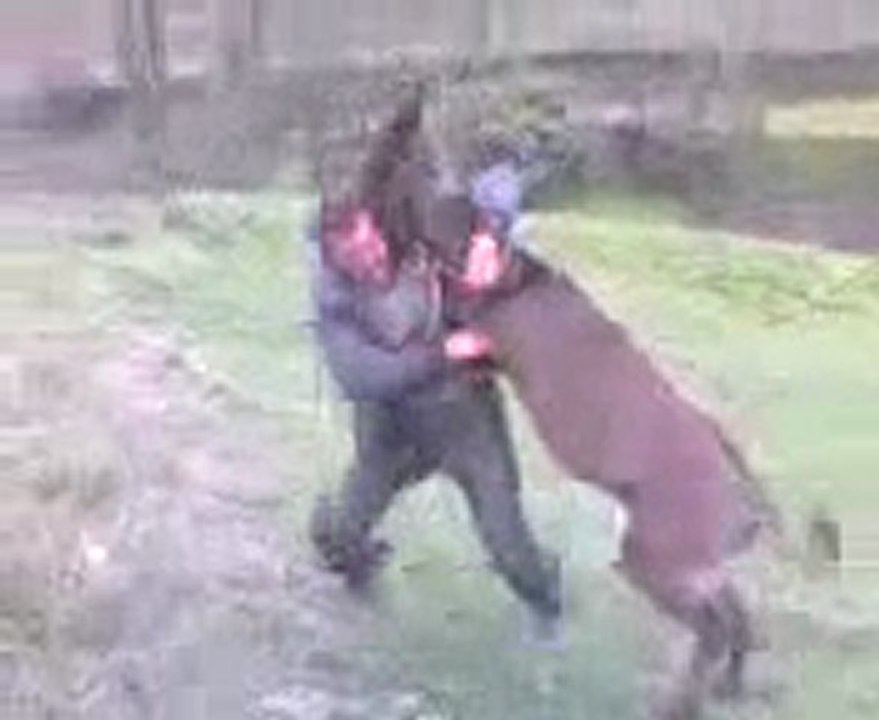 Eşşek güreşi videosu okumas.net