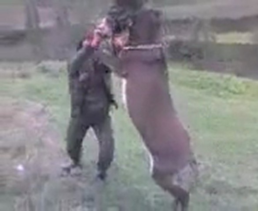 Eşekle Güreş Yapan Adam