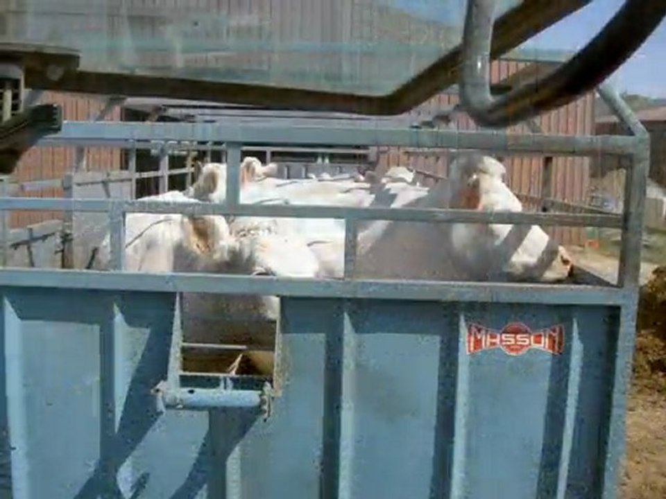 mise en pature 2010 des charolais