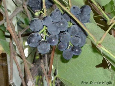 çamlıhemşin-manzara -hemşin horonu- kavrun.tr.gg