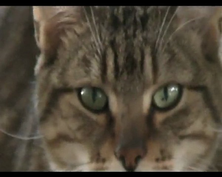 Taz 2 24 avril 2010