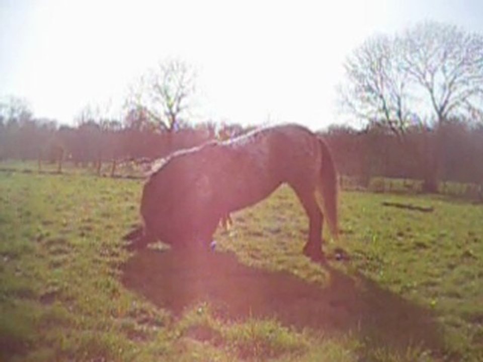 Sucette fait le salut de la reine (2)