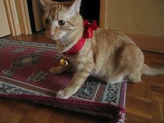 I'm a big cat so I have a big bell