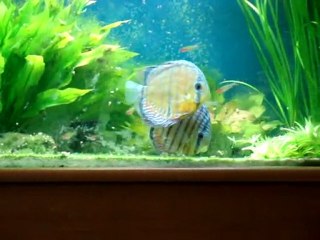 discus-sauvage-en-communautaire_au_26042010