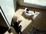 3 chatons jouants