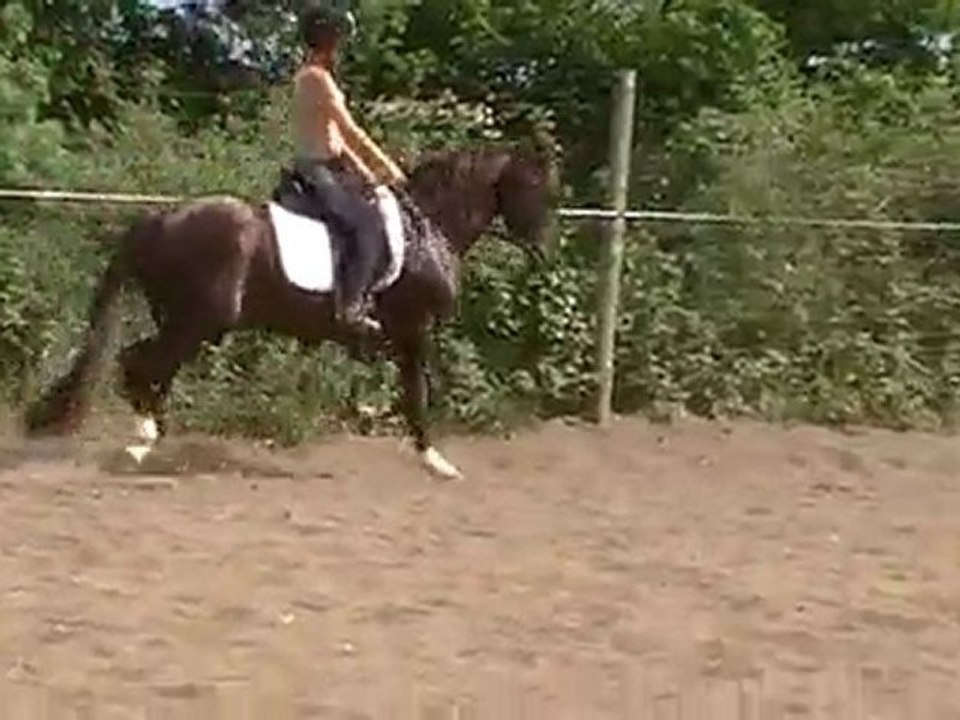 o rey video trot