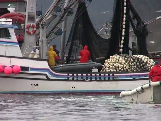 Sitka Sound Herring Sac Roe Fishery