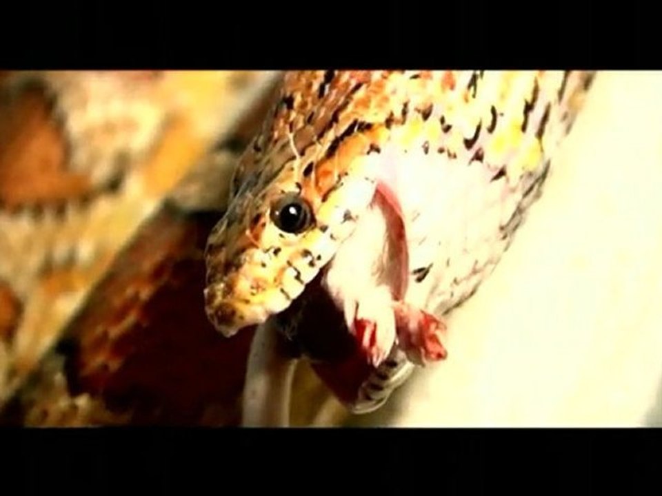 Les limbes de Saturne - extrait