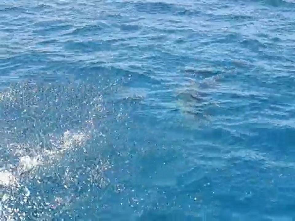 dauphins