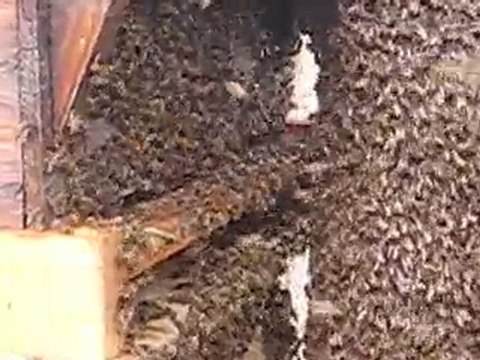 essaim d'abeilles