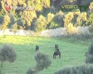 Allevamento San Juan pura razza Minorchina