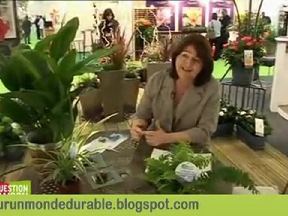 les plantes depolluantes