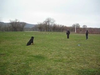 Berlioz elevage des Ames Soeurs