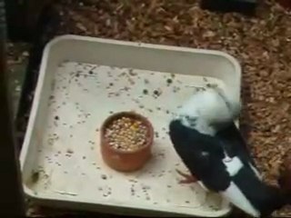 Paramyxovirüse yakalanmış güvercin videosu - Trakyaguvercin