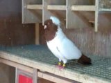 Erkek rahibe güvercin videosu - Trakyaguvercin.com