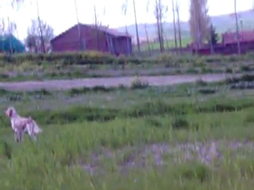 Radentis Moly (İngiliz Setter)