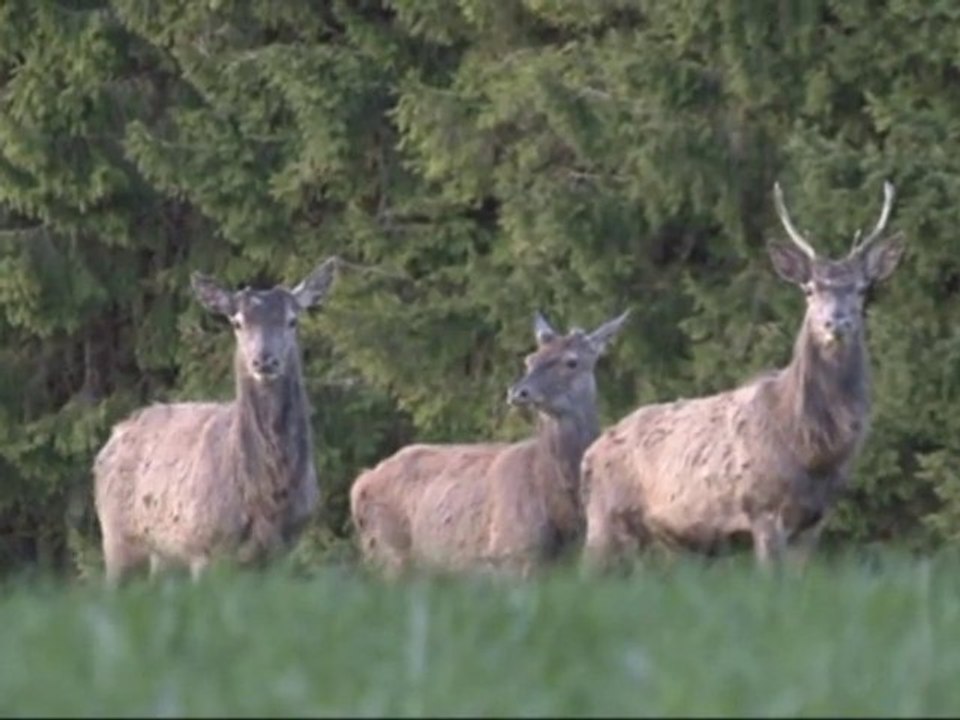 Cerfs boisé et déboisés