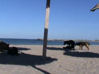 Cainii din Mangalia se pregatesc de sezon