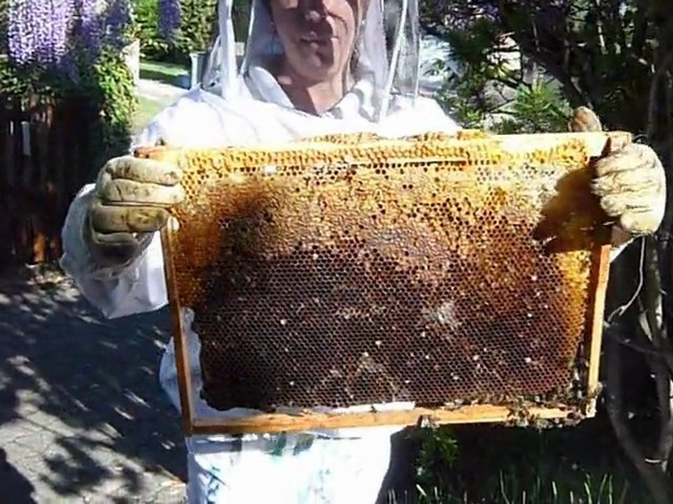 (1)Essaim 28 Avril 2010 Vigoulet Auzil (ruchette pilotte)