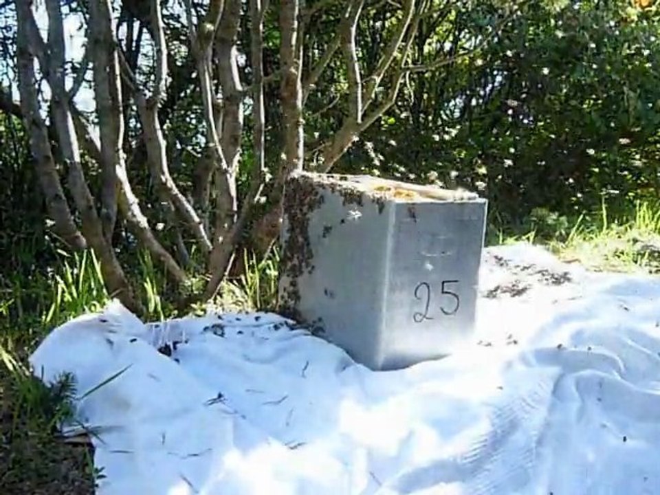 (2) Essaim 28 Avril 2010 Vigoulet Auzil  (ruchette pilote )