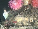 Documentaire sur le chalutage des fonds sous-marins