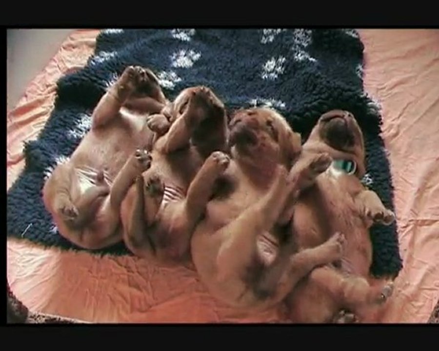 the cutest puppies in the world