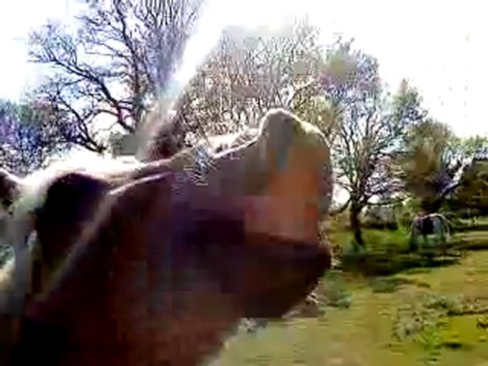 Tistou, flehmen sur demande