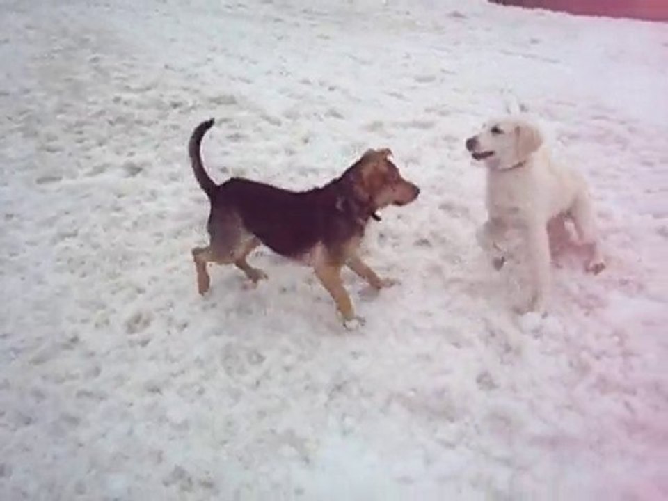 django vs Ice Dog