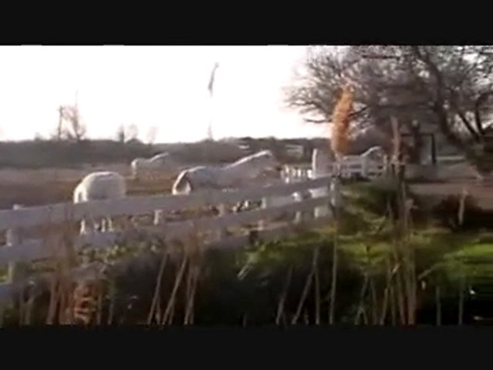 Vidéos de Camargue ( Listel )