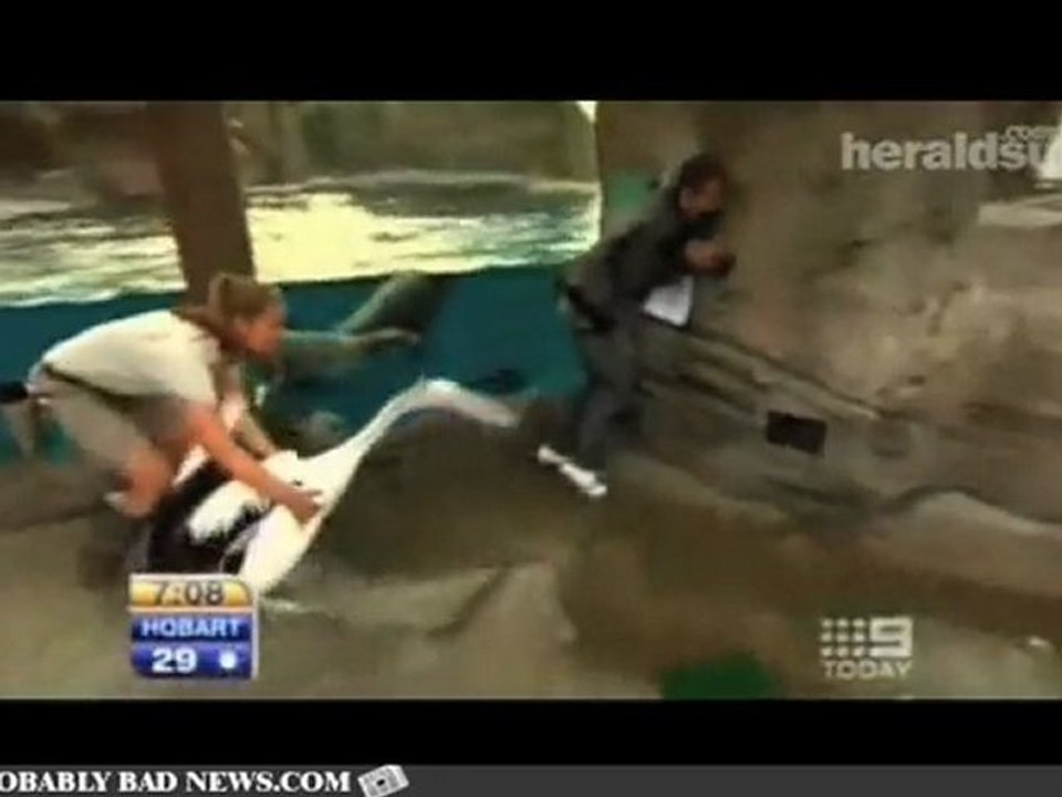 Pelican Attacks Weatherman