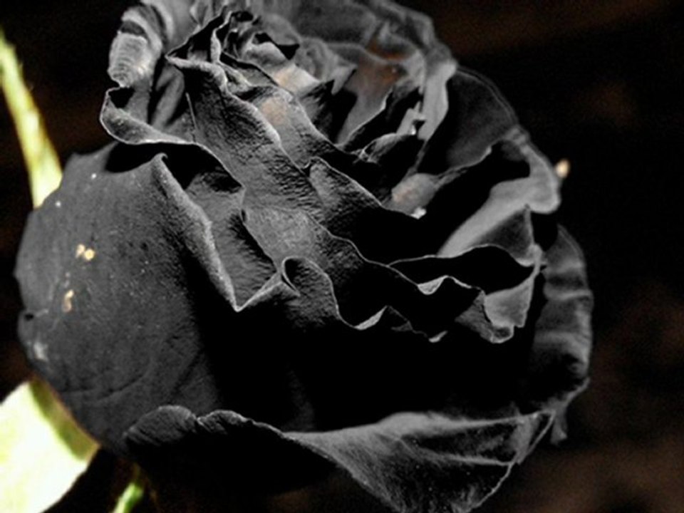 Yusuf GENÇ - UNUTTUM