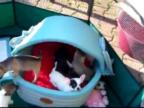 vidéos bébés du 28-04-2010 001