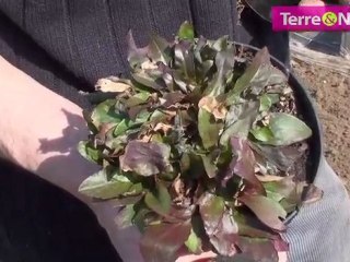 Plantation de vivaces