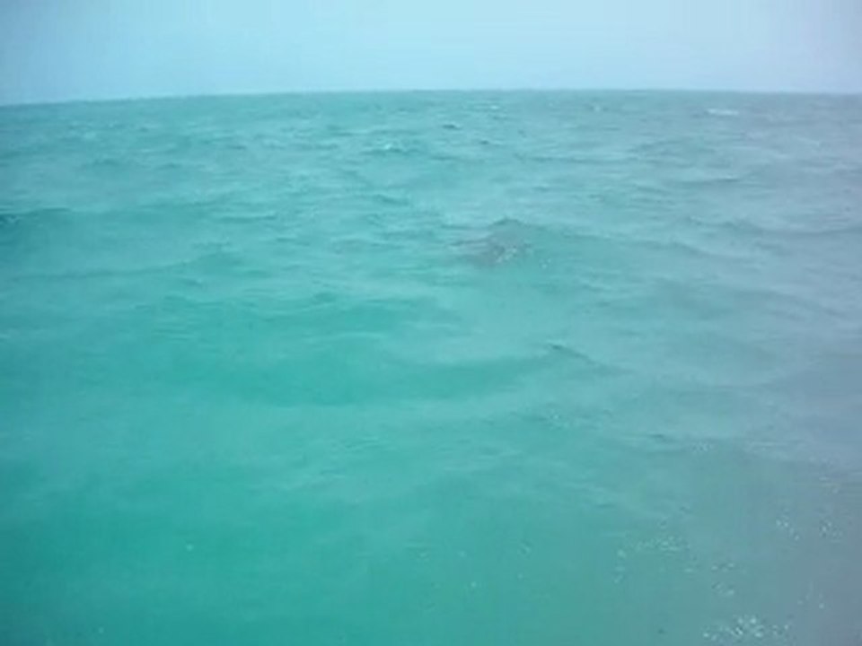 LA TORTUE