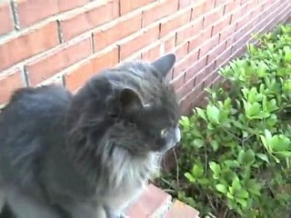 economics video hardcore dancing