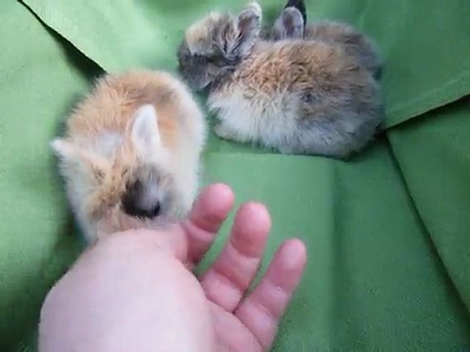 Trois bébés Charlotte
