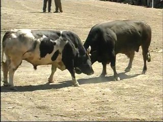 DEREKAPI BOĞA GÜREŞİ