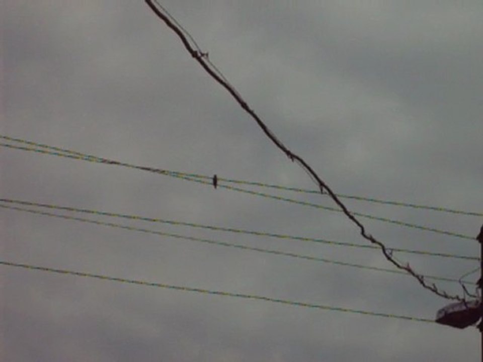 saka ötüşü doğadan gerçek ötüş kaydı goldfinch 2